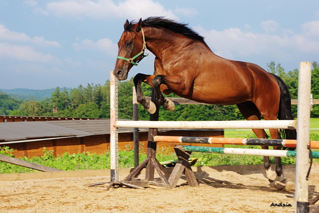 DSC03608.jpg - SONY DSC