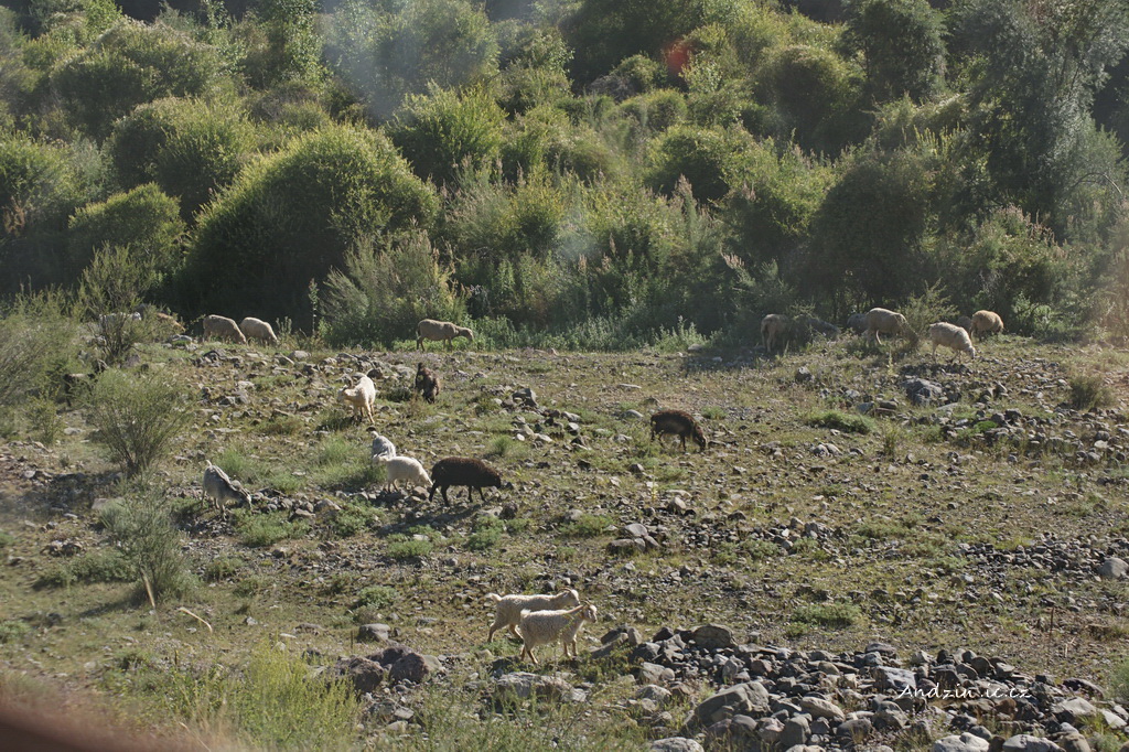 DSC08239.JPG - SONY DSC